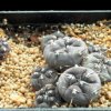 Gymnocalycium_berchtii_1